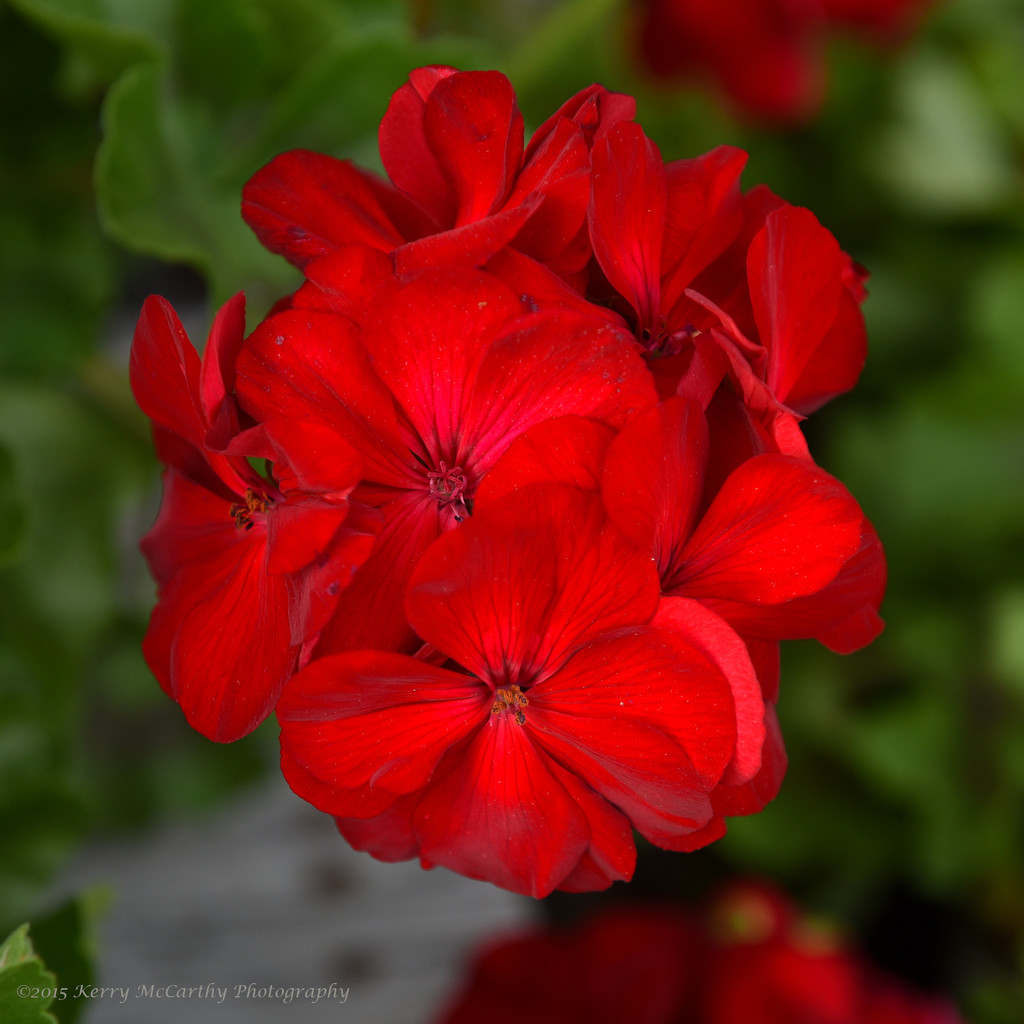 Really red by mccarth1