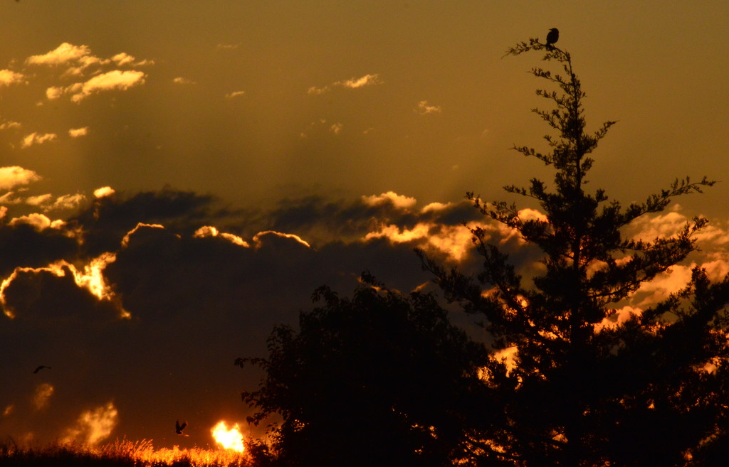 Kansas Sunrise with Birds by kareenking