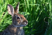 28th May 2015 - Blade of Grass Touches Rabbit Ear