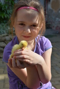 28th May 2015 - Newborn duckling