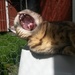 Yawn! by katriak