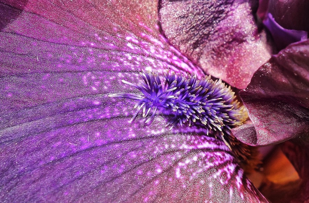 Purple iris by cocobella
