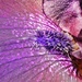Purple iris by cocobella