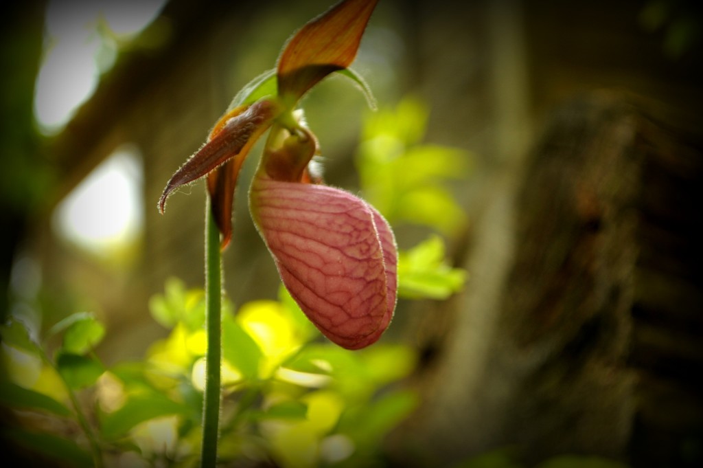 Pink Lady Slipper Orchid by dianen
