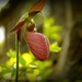 Pink Lady Slipper Orchid by dianen