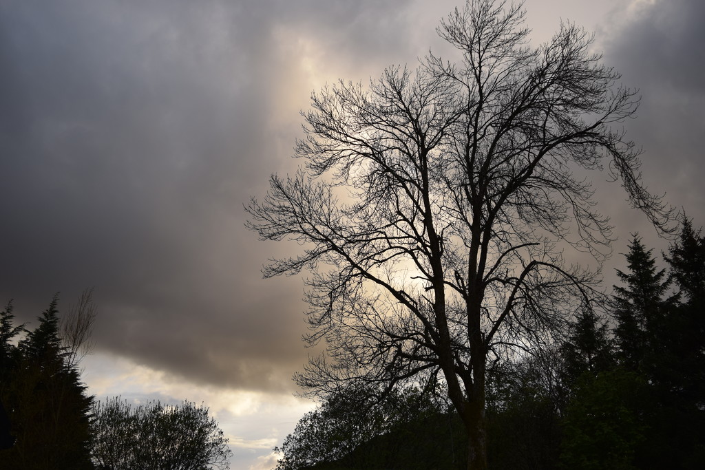 ash tree silhouette by christophercox