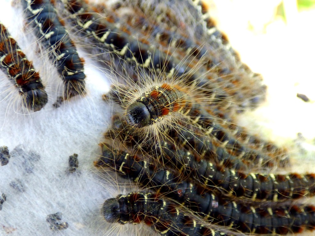 Small Eggar Moth caterpillars by julienne1