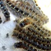 Small Eggar Moth caterpillars by julienne1
