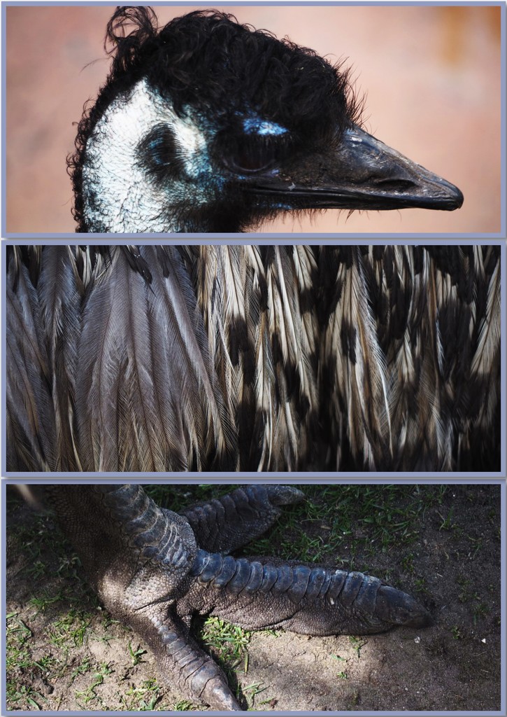 Emu by bizziebeeme