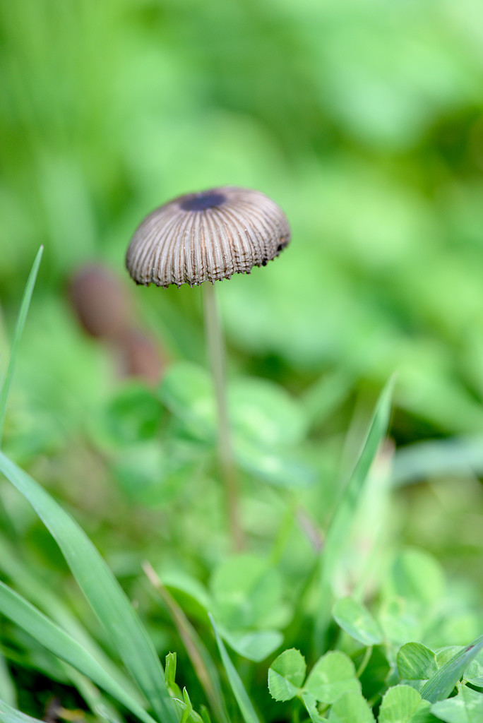 Little mushroom! by fayefaye