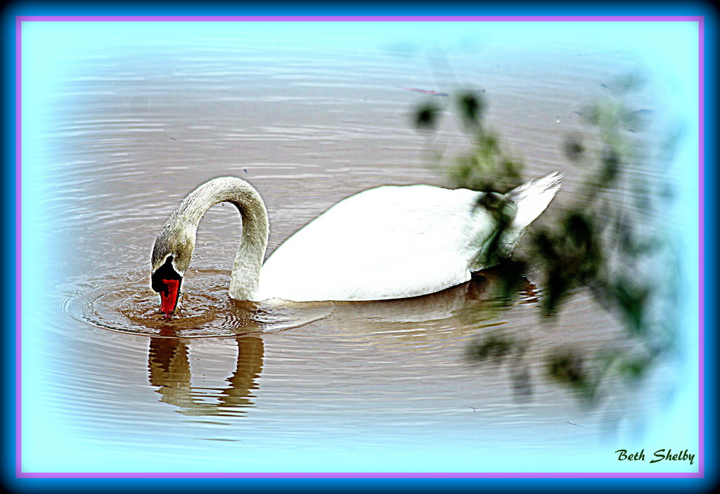 Swan Lake by vernabeth