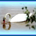 Swan Lake by vernabeth