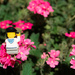(Day 104) - Sitting on a Bed of Flowers by cjphoto