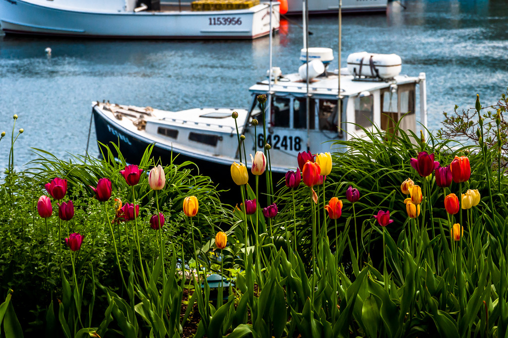Spring in Perkins Cove by joansmor