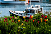 28th May 2015 - Spring in Perkins Cove