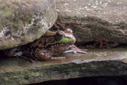 28th May 2015 - Frog_1753
