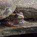 Frog_1753 by rontu