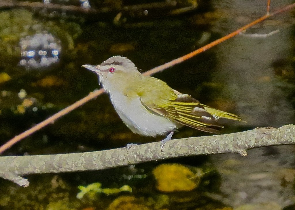 Red-eyed Vireo  (Perhaps?) by rob257