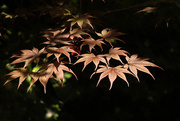 28th May 2015 - Maple leaf 