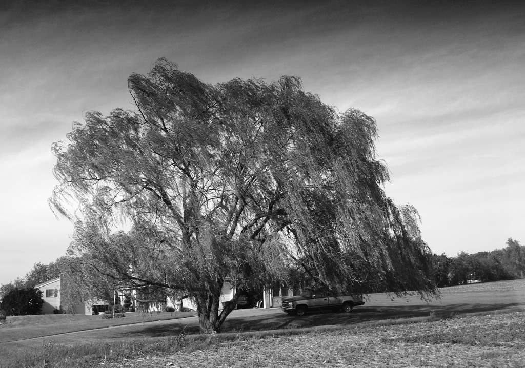 Resting Under The Willow by digitalrn