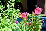 28th May 2015 - Petunias Awaiting Planting