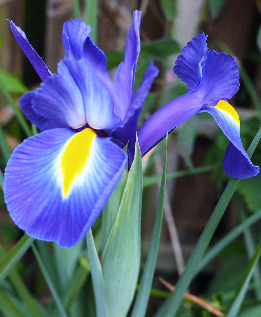 Blue Iris..... by anne2013