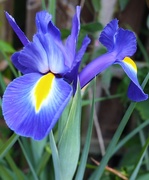 27th May 2015 - Blue Iris.....