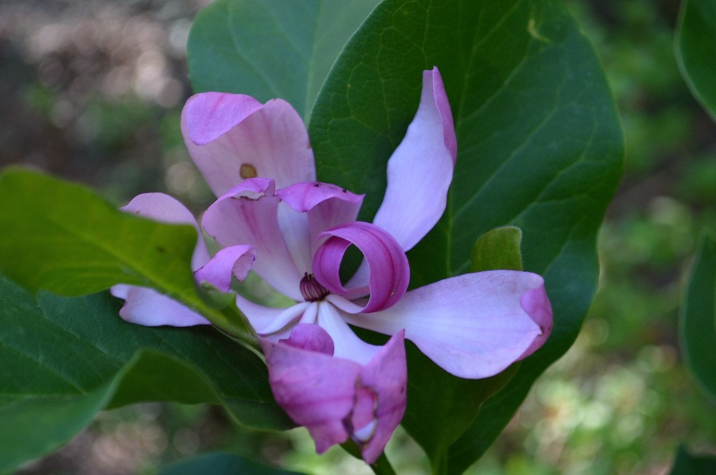 Magnolia bloom by congaree