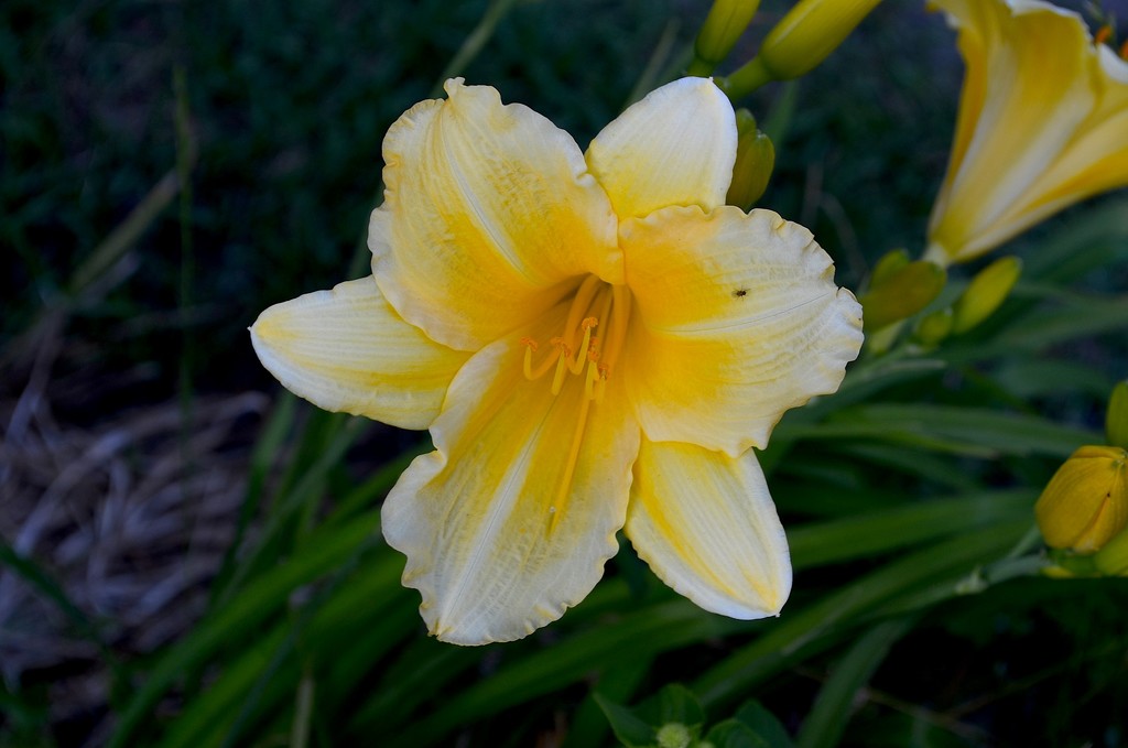 Day lily by congaree