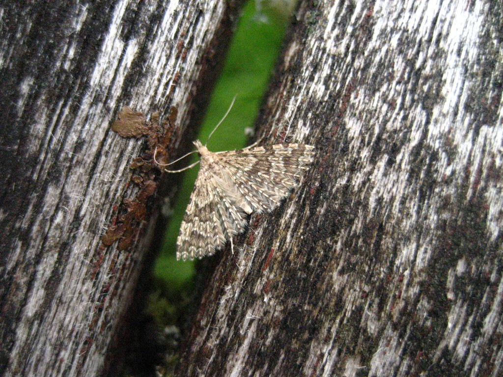 Twenty Plume moth by steveandkerry
