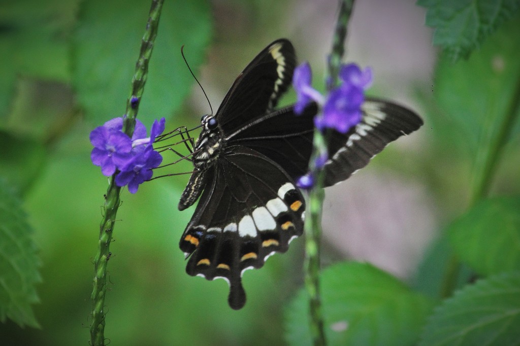 "A Flower with Wings"... by tellefella