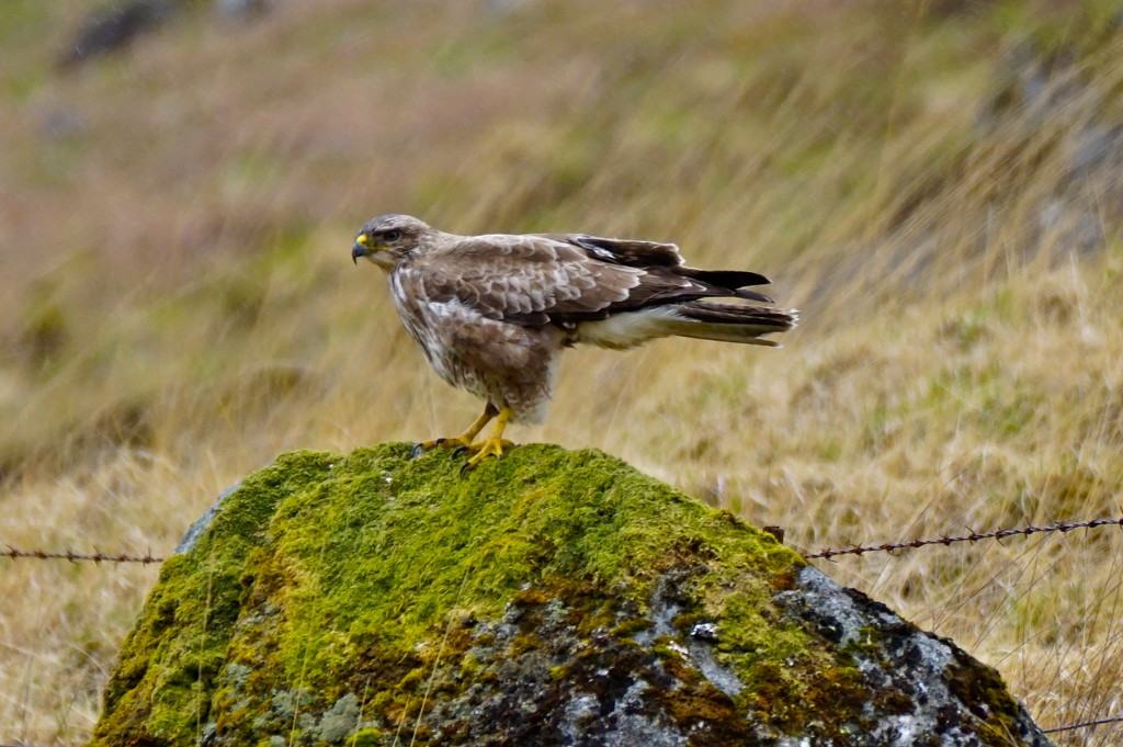 COMMON BUZZARD, ISLE OF MULL by markp