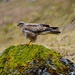 COMMON BUZZARD, ISLE OF MULL by markp