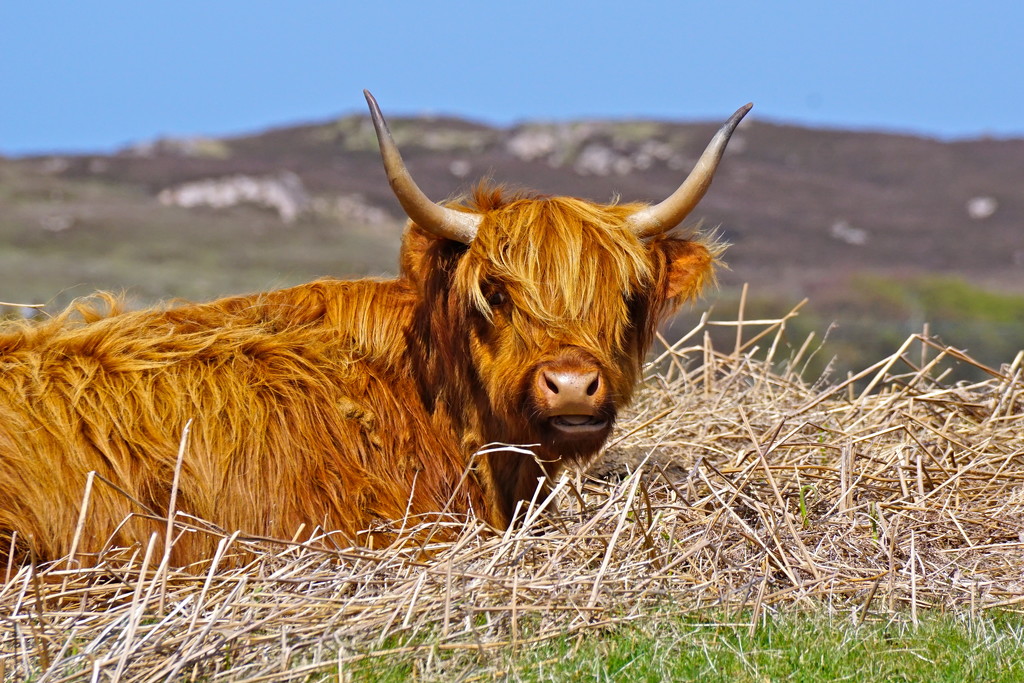 HIGHLAND COW by markp