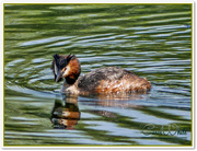 29th May 2015 - Great Crested Grebe