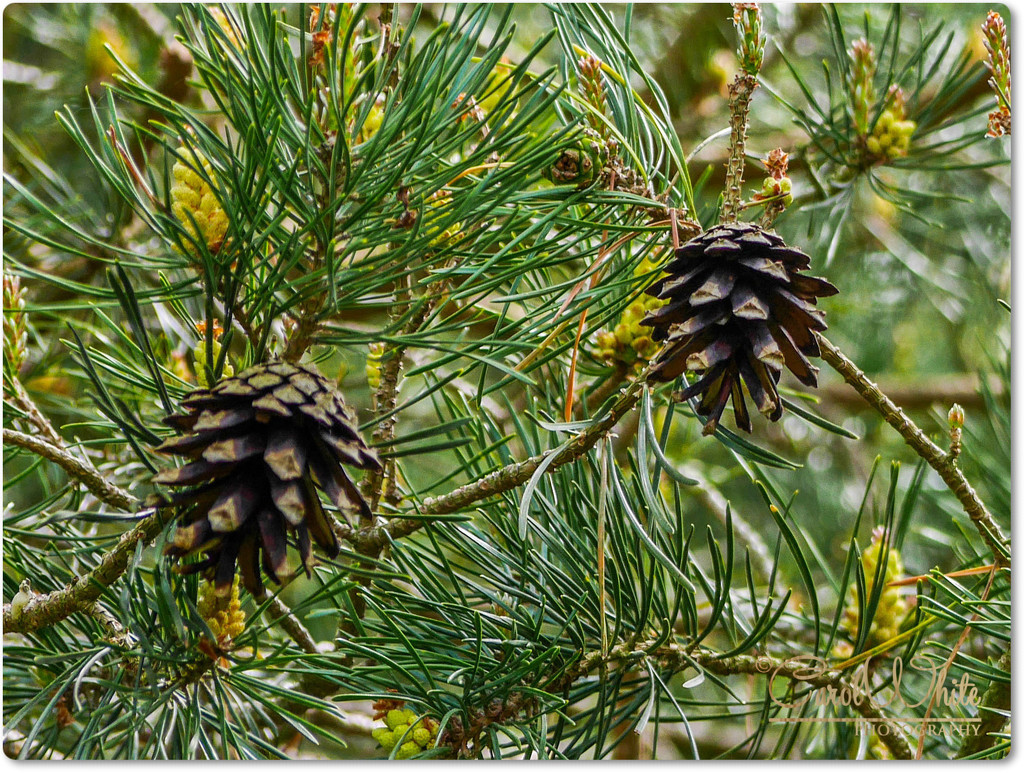 Pine Cones by carolmw