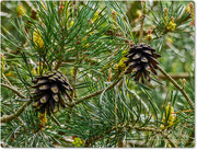 29th May 2015 - Pine Cones