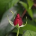 27 May 2015 A red rose bud by lavenderhouse
