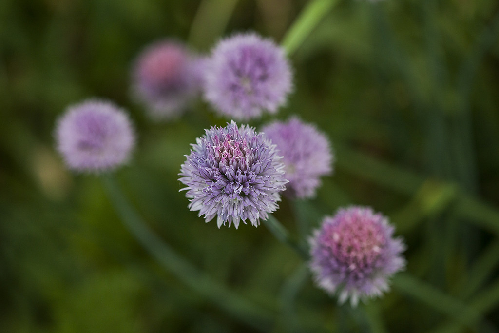 Floating Chive Flower  by gardencat