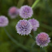 Floating Chive Flower  by gardencat