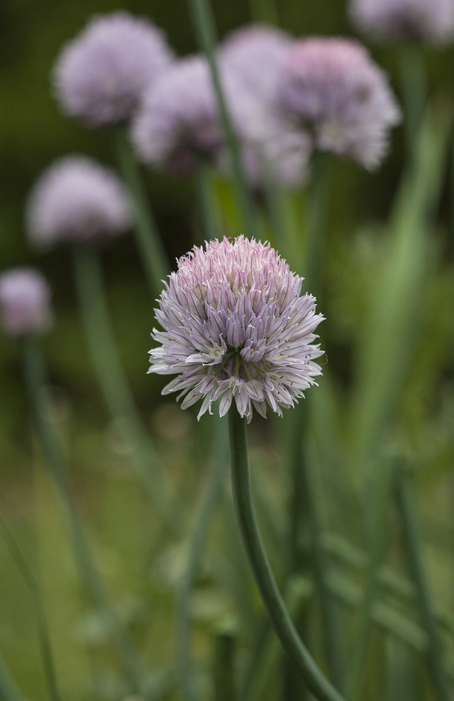 One Chive Among Many by gardencat