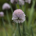 One Chive Among Many by gardencat