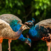 Peacocks by kathyladley