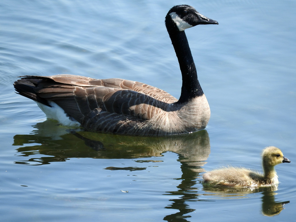 Goose and Gosling  by seattlite