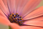 29th May 2015 - African Daisy