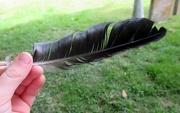 28th May 2015 - Feather