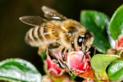 27th May 2015 - Honey bee