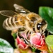 Honey bee by barrowlane