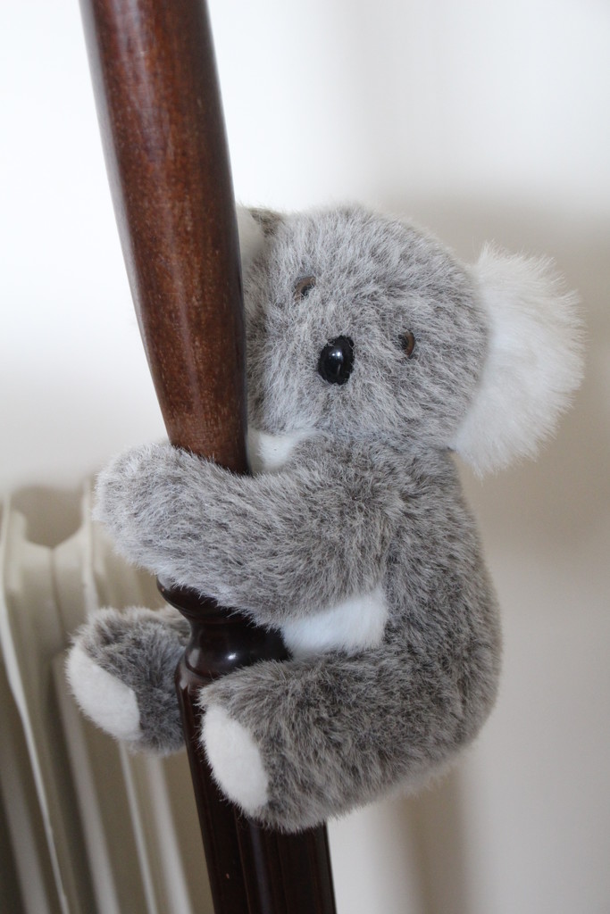 Koala by oldjosh
