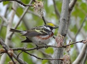 29th May 2015 - Chestnut-sided Warbler